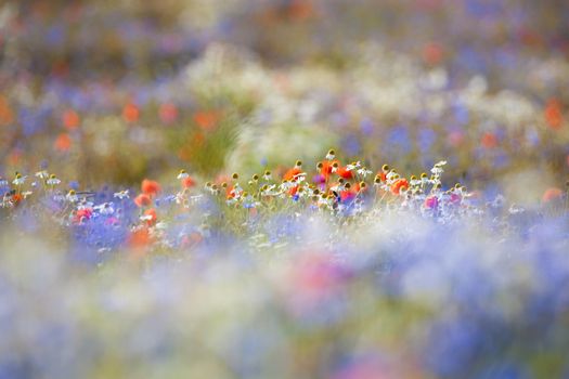 abundance of blooming wild flowers on the meadow at spring time