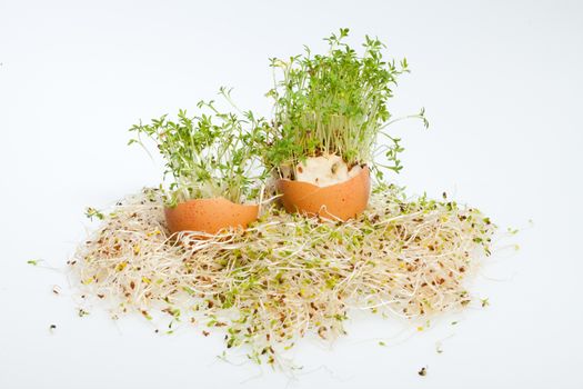 Fresh Alfalfa Sprouts and Spring Easter Egg