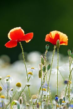 abundance of blooming wild flowers on the meadow at spring time