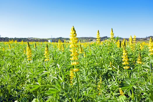 Yellow lupine in portuguese landscape in spring
