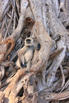 Gray langur (Semnopithecus dussumieri) sitting in a big tree, Ranthambore National Park, Rajasthan, India