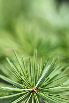 close up of pine needles