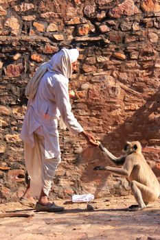 Indian man feeding gray langurs at Ranthambore Fort, Rajasthan, India