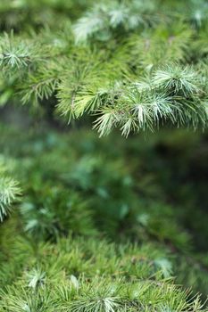 Cypress leaves in summer