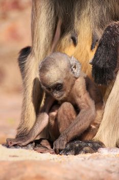 Baby Gray langur (Semnopithecus dussumieri) playing near mother, Ranthambore Fort, Rajasthan, India