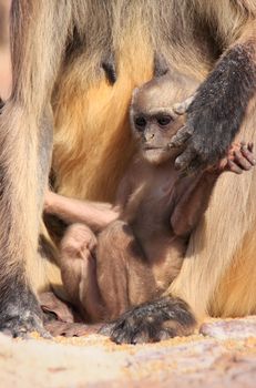 Baby Gray langur (Semnopithecus dussumieri) resting in mothers arms, Ranthambore Fort, Rajasthan, India