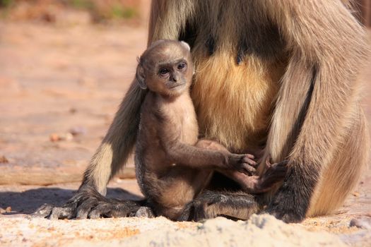 Baby Gray langur (Semnopithecus dussumieri) playing near mother, Ranthambore Fort, Rajasthan, India