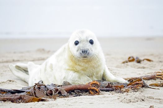 White grey baby seal  looks inquisitively at the beach with big opened eyes