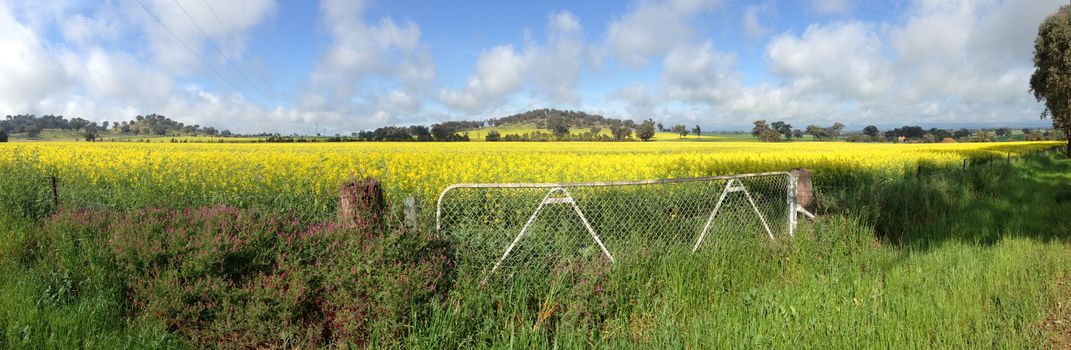 Canola fields growing in Cowra NSW Australia. These crops are in the top 2% of Caniola growing in Australia, because of their high yield. A acre will yeild around 500-600 tonne of seed. A farmer is currently paid $480 per tonne of canola seed. (2014)
