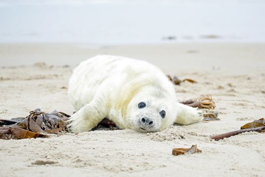 Baby Grey Seal (Halichoerus grypus) relaxing on the beach