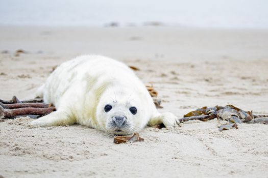 Baby Grey Seal (Halichoerus grypus) relaxing on the beach