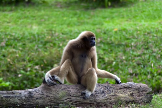 Lar gibbon (Hylobates lar), also known as the white-handed gibbon, is a primate in the gibbon family, Hylobatidae