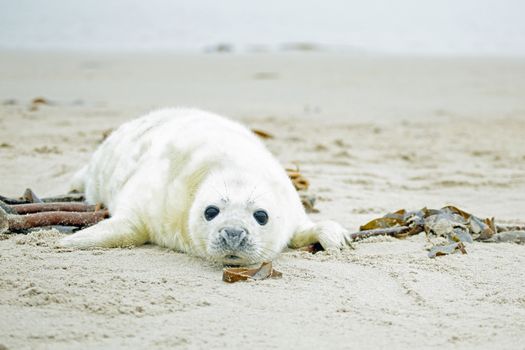 Baby Grey Seal (Halichoerus grypus) relaxing on the beach