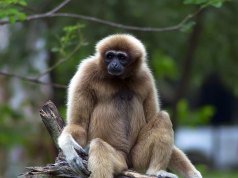 Lar gibbon (Hylobates lar), also known as the white-handed gibbon, is a primate in the gibbon family, Hylobatidae