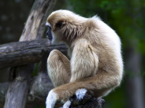 Lar gibbon, Hylobates lar, also known as the white-handed gibbon, is a primate in the gibbon family, Hylobatidae