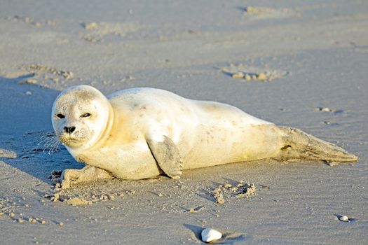 Baby Grey Seal (Halichoerus grypus) relaxing on the beach