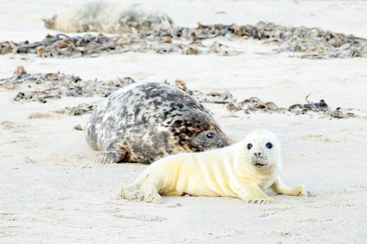 Mother and baby seal on the beach
