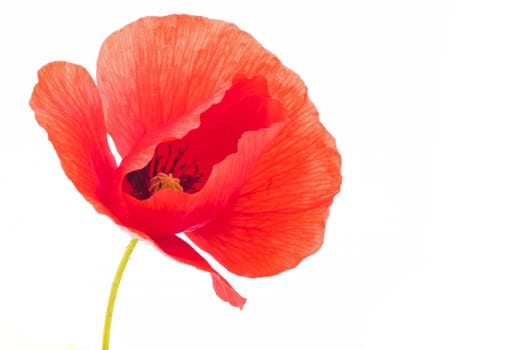 Poppy flower on a white background