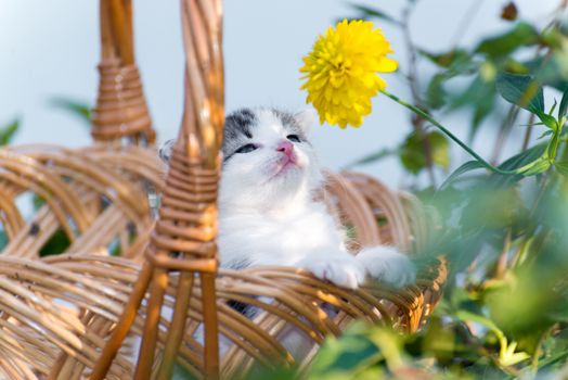 little kitten sitting in a basket on the floral lawn