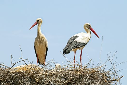 Couple of Storks with his young