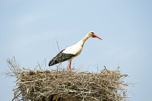White stork on her nest