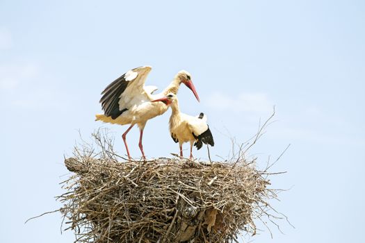 Pair of Storks on their nest