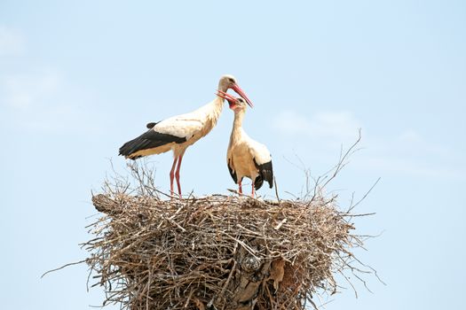 Pair of Storks on their nest