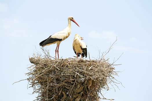 Pair of white storks in the nest