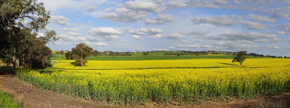 A canola plantation crop in country NSW growing under sunny spring skies.