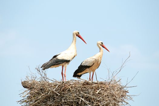 Couple of Storks with his young
