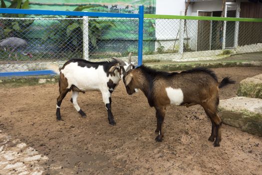 Confrontation. Wood Goat Year Feb 19, 2015 - Feb  7, 2016