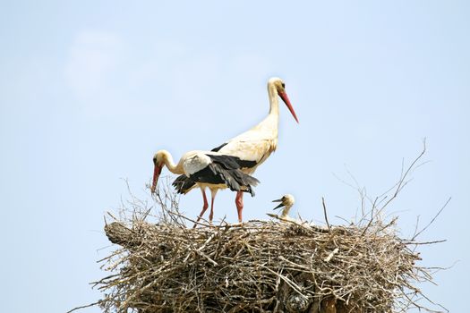 Couple of Storks with his young