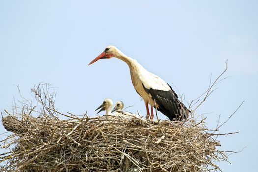 White stork with her babies on the nest