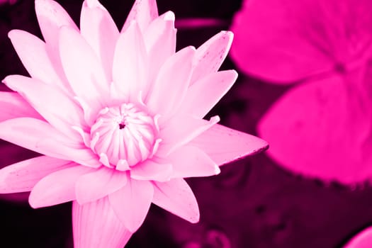 A beautiful waterlily or lotus flower