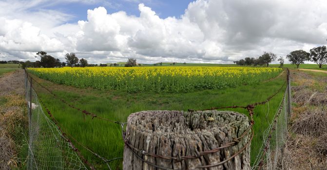 A pretty field of flowering golden canola