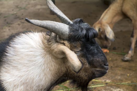 Horned Head. Wood Goat Year Feb 19, 2015 - Feb  7, 2016