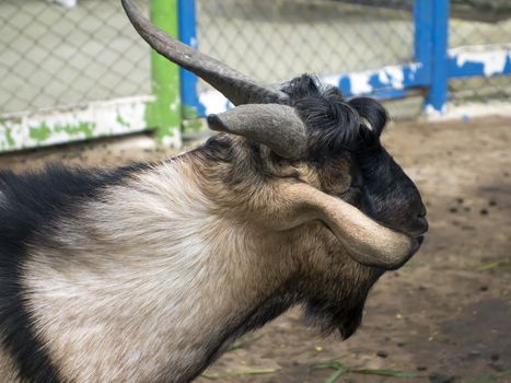 Horned Head and Ear. Wood Goat Year Feb 19, 2015 - Feb  7, 2016