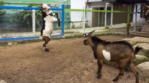 Dance Before The Battle. Wood Goat Year Feb 19, 2015 - Feb  7, 2016