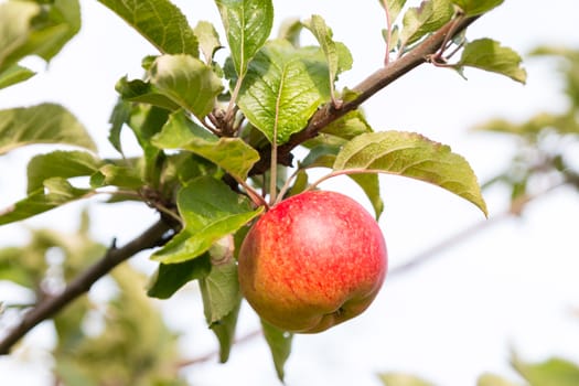 One apple at tree in sunlight, several leaves