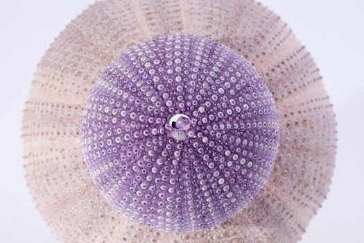 a lot of skeletons of sea shell green and violet  echinoidea isolated on white background