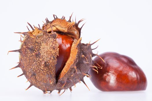 fruits of chestnuts in dry shell isolated on white background