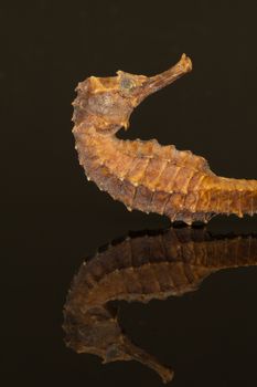 skeleton of seahorse isolated on black background