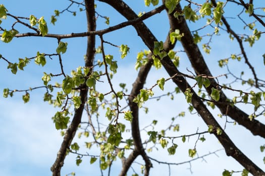 Leaves and twigs