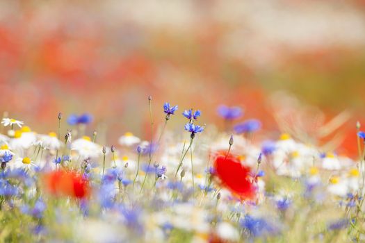 abundance of blooming wild flowers on the meadow at spring time