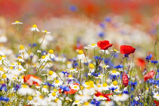 abundance of blooming wild flowers on the meadow at spring time