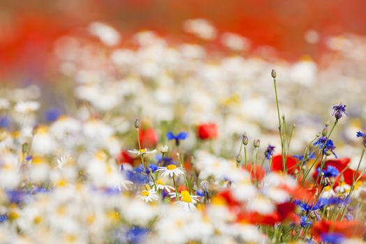 abundance of blooming wild flowers on the meadow at spring time