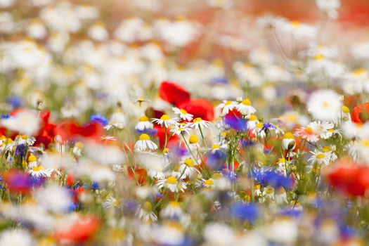 abundance of blooming wild flowers on the meadow at spring time