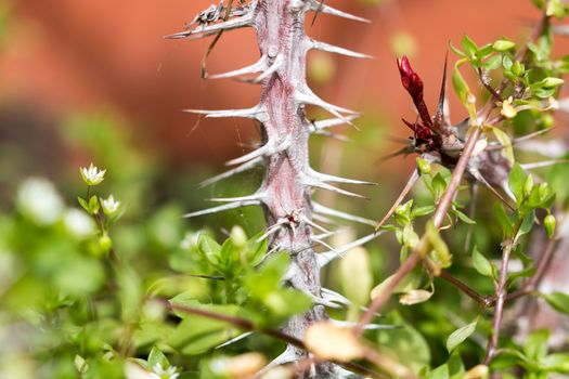 Green flower with thorns