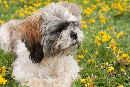 Little puppy in a field of buttercups