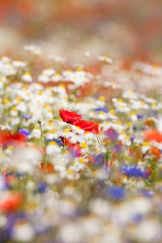 abundance of blooming wild flowers on the meadow at spring time